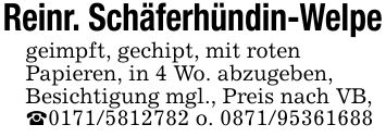 Reinr. Schäferhündin-Welpegeimpft, gechipt, mit rotenPapieren, in 4 Wo. abzugeben,Besichtigung mgl., Preis nach VB,_*** o. ***