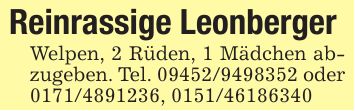 Reinrassige LeonbergerWelpen, 2 Rüden, 1 Mädchen abzugeben. Tel. *** oder***, ***