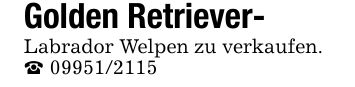 Golden Retriever-Labrador Welpen zu verkaufen._ ***