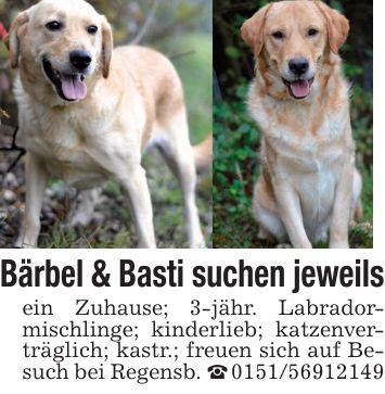 Bärbel & Basti suchen jeweilsein Zuhause; 3-jähr. Labradormischlinge; kinderlieb; katzenverträglich; kastr.; freuen sich auf Besuch bei Regensb. _ ***