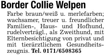 Border Collie WelpenFarbe braun/weiß u. merlefarben; wachsamer, treuer u. freundlicher Familien-, Haus- und Hofhund, rudelverträgl., als Zweithund, mit Elternbesichtigung von privat und mit tierärztlichem Gesundheitszeugnis. Tel. ***
