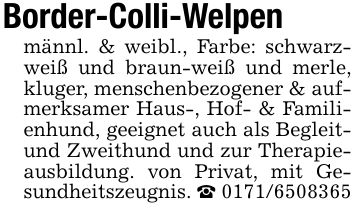 Border-Colli-Welpenmännl. & weibl., Farbe: schwarz- weiß und braun-weiß und merle, kluger, menschenbezogener & aufmerksamer Haus-, Hof- & Familienhund, geeignet auch als Begleit- und Zweithund und zur Therapieausbildung. von Privat, mit Gesundheitszeugnis. _ ***