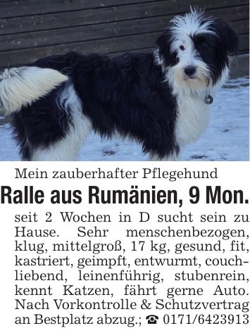 Mein zauberhafter PflegehundRalle aus Rumänien, 9 Mon.seit 2 Wochen in D sucht sein zu Hause. Sehr menschenbezogen, klug, mittelgroß, 17 kg, gesund, fit, kastriert, geimpft, entwurmt, couch-liebend, leinenführig, stubenrein, kennt Katzen, fährt gerne Auto. Nach Vorkontrolle & Schutzvertrag an Bestplatz abzug.; _ ***