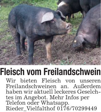 Fleisch vom FreilandschweinWir bieten Fleisch von unseren Freilandschweinen an. Außerdem haben wir aktuell leckeres Geselchtes im Angebot. Mehr Infos perTelefon oder Whatsapp.Rieder_Vielfalthof ***