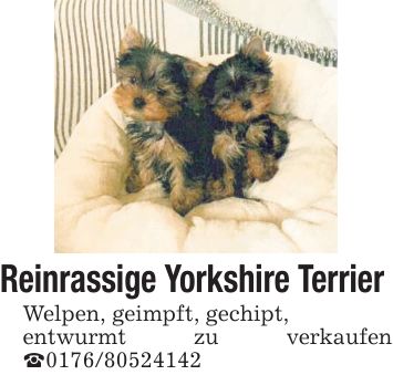 Reinrassige Yorkshire Terrier Welpen, geimpft, gechipt, entwurmt zu verkaufen _***