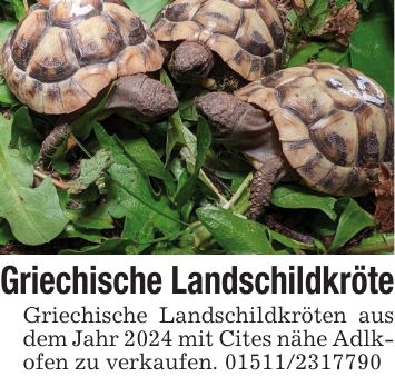 Griechische LandschildkröteGriechische Landschildkröten aus dem Jahr 2024 mit Cites nähe Adlkofen zu verkaufen. ***