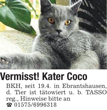 Vermisst! Kater Coco BKH, seit 19.4. in Ebrantshausen, d. Tier ist tätowiert u. b. TASSO reg., Hinweise bitte an _ ***