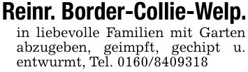 Reinr. Border-Collie-Welp.in liebevolle Familien mit Garten abzugeben, geimpft, gechipt u. entwurmt, Tel. ***