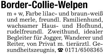 Border-Collie-Welpenm + w, Farbe lilac- und braun-weiß und merle, freundl. Familienhund, wachsamer Haus- und Hofhund, rudelfreundl. Zweithund, idealer Begleiter für Jogger, Wanderer und Reiter, von Privat m. tierärztl. Gesundheitszeugnis, _ ***