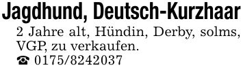 Jagdhund, Deutsch-Kurzhaar2 Jahre alt, Hündin, Derby, solms, VGP, zu verkaufen._ ***