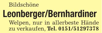 BildschöneLeonberger/Bernhardiner Welpen, nur in allerbeste Hände zu verkaufen, Tel. ***