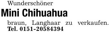 Wunderschöner Mini Chihuahua braun, Langhaar zu verkaufen. Tel. ***