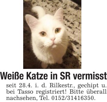 Weiße Katze in SR vermisstseit 28.4. i. d. Rilkestr., gechipt u. bei Tasso registriert! Bitte überall nachsehen, Tel. ***.