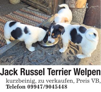 Jack Russel Terrier Welpenkurzbeinig, zu verkaufen, Preis VB, Telefon ***