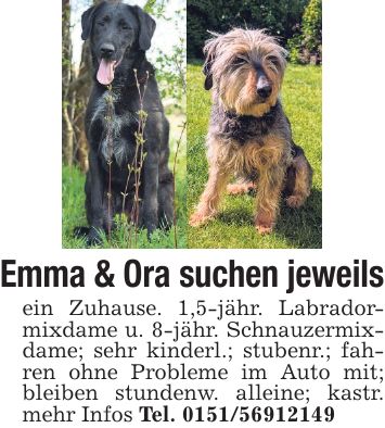 Emma & Ora suchen jeweils ein Zuhause. 1,5-jähr. Labradormixdame u. 8-jähr. Schnauzermixdame; sehr kinderl.; stubenr.; fahren ohne Probleme im Auto mit; bleiben stundenw. alleine; kastr. mehr Infos Tel. ***