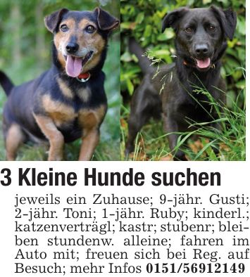3 Kleine Hunde suchen jeweils ein Zuhause; 9-jähr. Gusti; 2-jähr. Toni; 1-jähr. Ruby; kinderl.; katzenverträgl; kastr; stubenr; bleiben stundenw. alleine; fahren im Auto mit; freuen sich bei Reg. auf Besuch; mehr Infos ***