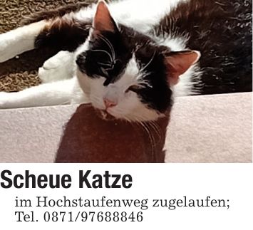 Scheue Katzeim Hochstaufenweg zugelaufen; Tel. ***