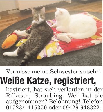 Vermisse meine Schwester so sehr! Weiße Katze, registriert, kastriert, hat sich verlaufen in der Rilkestr., Straubing. Wer hat sie aufgenommen? Belohnung! Telefon *** oder ***.