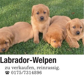 Labrador-Welpenzu verkaufen, reinrassig._ ***