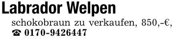 Labrador Welpenschokobraun zu verkaufen, 850,-€, _ ***