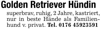 Golden Retriever Hündinsuperbrav, ruhig, 2 Jahre, kastriert,nur in beste Hände als Familienhund v. privat. Tel. ***