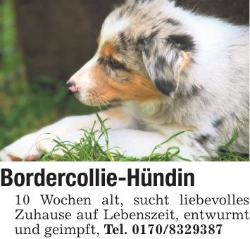 Bordercollie-Hündin 10 Wochen alt, sucht liebevolles Zuhause auf Lebenszeit, entwurmt und geimpft, Tel. ***