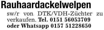 Rauhaardackelwelpensw/r von DTK/VDH-Züchter zu verkaufen. Tel. ***oder Whatsapp ***