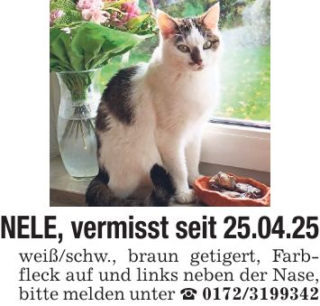 NELE, vermisst seit 25.04.25 weiß/schw., braun getigert, Farbfleck auf und links neben der Nase, bitte melden unter _ ***