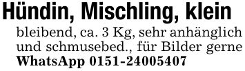 Hündin, Mischling, kleinbleibend, ca. 3 Kg, sehr anhänglich und schmusebed., für Bilder gerne WhatsApp ***