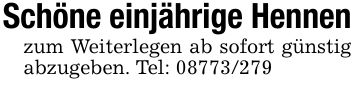 Schöne einjährige Hennenzum Weiterlegen ab sofort günstig abzugeben. Tel: ***
