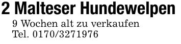 2 Malteser Hundewelpen9 Wochen alt zu verkaufenTel. ***