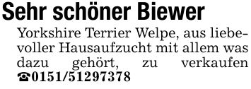 Sehr schöner BiewerYorkshire Terrier Welpe, aus liebevoller Hausaufzucht mit allem was dazu gehört, zu verkaufen _***