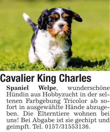 Cavalier King Charles Spaniel Welpe, wunderschöne Hündin aus Hobbyzucht in der seltenen Farbgebung Tricolor ab sofort in ausgewählte Hände abzugeben. Die Elterntiere wohnen bei uns! Bei Abgabe ist sie gechipt und geimpft. Tel. ***.