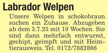 Labrador WelpenUnsere Welpen in schokobraun suchen ein Zuhause. Abzugeben ab dem 3.7.25 mit 10 Wochen. Sie sind dann mehrfach entwurmt, gechipt, geimpft und mit Heimtierausweis. Tel. ***