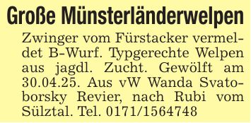 Große MünsterländerwelpenZwinger vom Fürstacker vermeldet B-Wurf. Typgerechte Welpen aus jagdl. Zucht. Gewölft am 30.04.25. Aus vW Wanda Svatoborsky Revier, nach Rubi vom Sülztal. Tel. ***