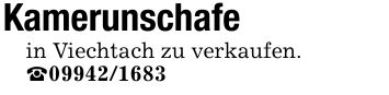 Kamerunschafe in Viechtach zu verkaufen. _***