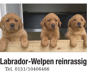 Labrador-Welpen reinrassigTel. ***