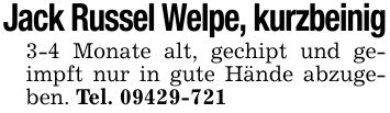 Jack Russel Welpe, kurzbeinig3-4 Monate alt, gechipt und geimpft nur in gute Hände abzugeben. Tel. ***