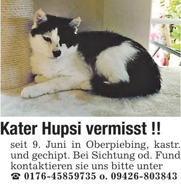 Kater Hupsi vermisst !! seit 9. Juni in Oberpiebing, kastr. und gechipt. Bei Sichtung od. Fund kontaktieren sie uns bitte unter _ *** o. ***