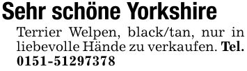 Sehr schöne YorkshireTerrier Welpen, black/tan, nur in liebevolle Hände zu verkaufen. Tel. ***