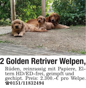 2 Golden Retriver Welpen,Rüden, reinrassig mit Papiere, Eltern HD/ED-frei, geimpft undgechipt. Preis: 2.300.-€ pro Welpe. _***