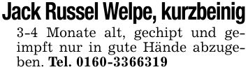 Jack Russel Welpe, kurzbeinig3-4 Monate alt, gechipt und geimpft nur in gute Hände abzugeben. Tel. ***
