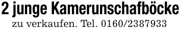 2 junge Kamerunschafböckezu verkaufen. Tel. ***