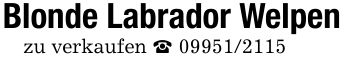 Blonde Labrador Welpenzu verkaufen _ ***