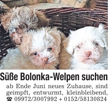 Süße Bolonka-Welpen suchen ab Ende Juni neues Zuhause, sind geimpft, entwurmt, kleinbleibend, _ *** + ***