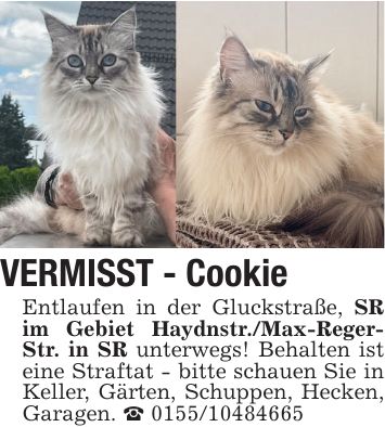 VERMISST - CookieEntlaufen in der Gluckstraße, SR im Gebiet Haydnstr./Max-Reger- Str. in SR unterwegs! Behalten ist eine Straftat - bitte schauen Sie in Keller, Gärten, Schuppen, Hecken, Garagen. _ ***