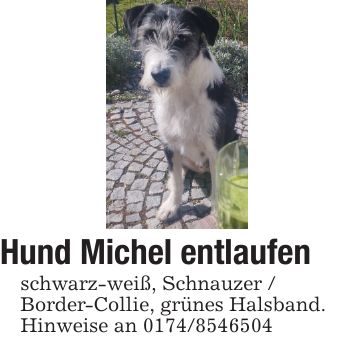Hund Michel entlaufenschwarz-weiß, Schnauzer /Border-Collie, grünes Halsband.Hinweise an ***
