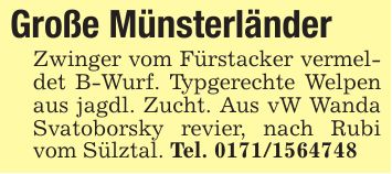 Große MünsterländerZwinger vom Fürstacker vermeldet B-Wurf. Typgerechte Welpen aus jagdl. Zucht. Aus vW Wanda Svatoborsky revier, nach Rubi vom Sülztal. Tel. ***