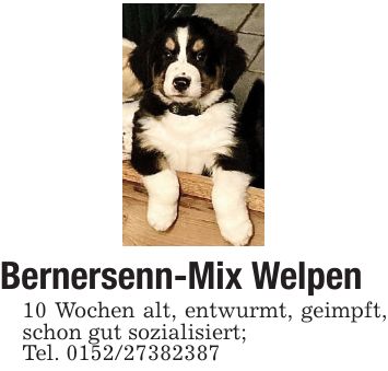 Bernersenn-Mix Welpen10 Wochen alt, entwurmt, geimpft, schon gut sozialisiert;Tel. ***