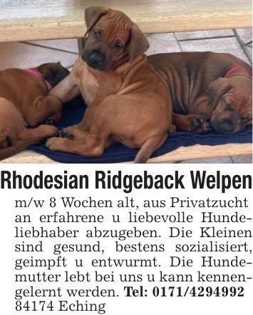 Rhodesian Ridgeback Welpenm/w 8 Wochen alt, aus Privatzucht an erfahrene u liebevolle Hundeliebhaber abzugeben. Die Kleinen sind gesund, bestens sozialisiert, geimpft u entwurmt. Die Hundemutter lebt bei uns u kann kennengelernt werden. Tel: *** Eching